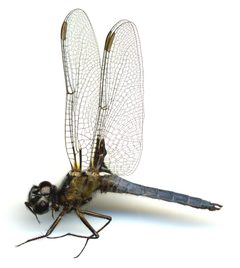 Ladona deplanata by the Smithsonian. Used under a CC0 license.