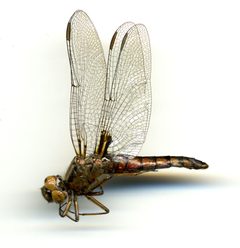 Ladona deplanata by the Smithsonian. Used under a CC0 license.