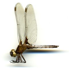Ladona exusta by the Smithsonian. Used under a CC0 license.