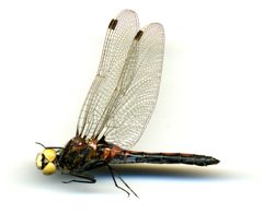 Leucorrhinia borealis by the Smithsonian. Used under a CC0 license.