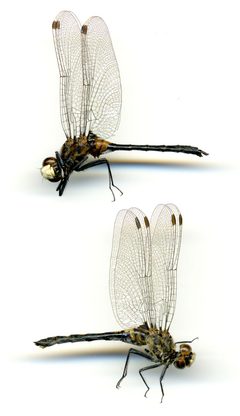 Leucorrhinia glacialis by the Smithsonian. Used under a CC0 license.