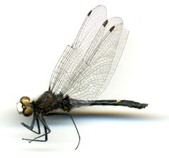 Leucorrhinia intacta by the Smithsonian. Used under a CC0 license.