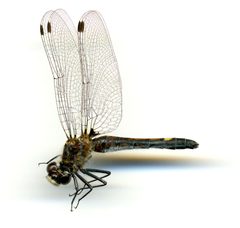 Leucorrhinia intacta by the Smithsonian. Used under a CC0 license.