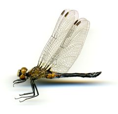 Leucorrhinia proxima by the Smithsonian. Used under a CC0 license.