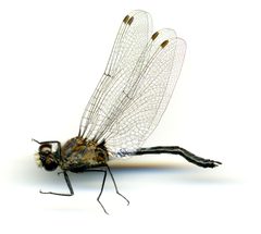 Leucorrhinia proxima by the Smithsonian. Used under a CC0 license.