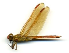 Libellula auripennis by the Smithsonian. Used under a CC0 license.