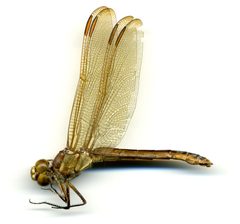 Libellula auripennis by the Smithsonian. Used under a CC0 license.