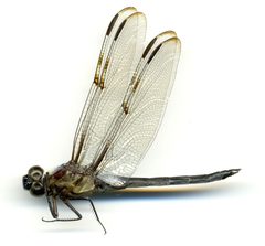 Libellula axilena by the Smithsonian. Used under a CC0 license.