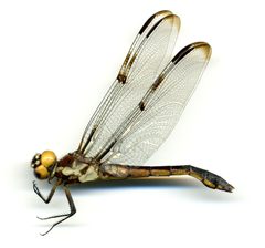 Libellula axilena by the Smithsonian. Used under a CC0 license.