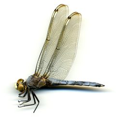 Libellula comanche by the Smithsonian. Used under a CC0 license.