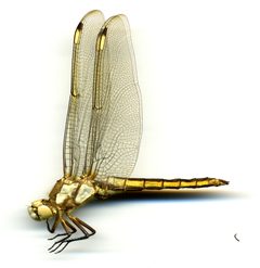 Libellula comanche by the Smithsonian. Used under a CC0 license.