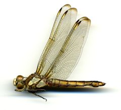 Libellula comanche by the Smithsonian. Used under a CC0 license.