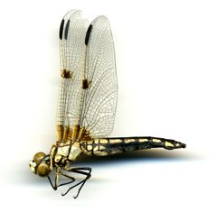 Libellula composita by the Smithsonian. Used under a CC0 license.