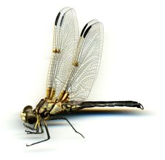 Libellula composita by the Smithsonian. Used under a CC0 license.