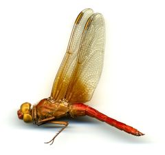 Libellula croceipennis by the Smithsonian. Used under a CC0 license.