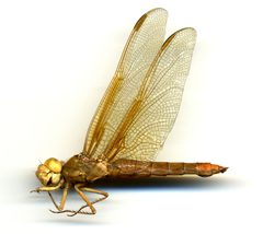 Libellula croceipennis by the Smithsonian. Used under a CC0 license.