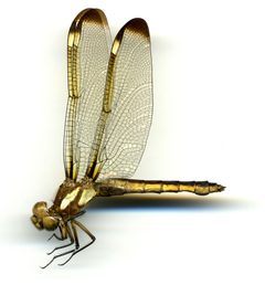 Libellula cyanea by the Smithsonian. Used under a CC0 license.