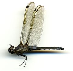 Libellula cyanea by the Smithsonian. Used under a CC0 license.