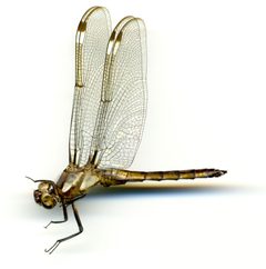 Libellula cyanea by the Smithsonian. Used under a CC0 license.