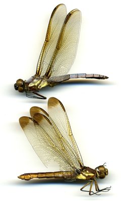Libellula flavida by the Smithsonian. Used under a CC0 license.