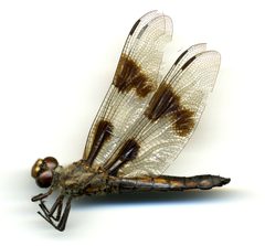 Libellula forensis by the Smithsonian. Used under a CC0 license.
