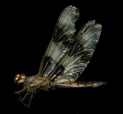 Libellula forensis by the Smithsonian. Used under a CC0 license.