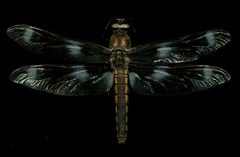 Libellula forensis by the Smithsonian. Used under a CC0 license.