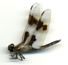 Libellula forensis by the Smithsonian. Used under a CC0 license.