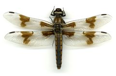 Libellula forensis by the Smithsonian. Used under a CC0 license.