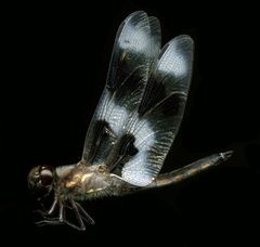 Libellula forensis by the Smithsonian. Used under a CC0 license.
