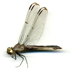 Libellula incesta by the Smithsonian. Used under a CC0 license.