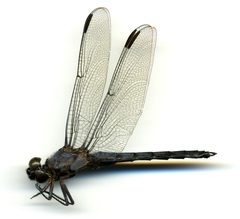 Libellula incesta by the Smithsonian. Used under a CC0 license.