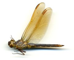 Libellula jesseana by the Smithsonian. Used under a CC0 license.