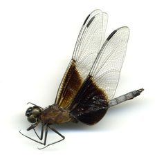 Libellula luctuosa by the Smithsonian. Used under a CC0 license.
