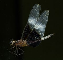 Libellula luctuosa by the Smithsonian. Used under a CC0 license.