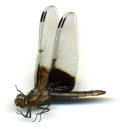 Libellula luctuosa by the Smithsonian. Used under a CC0 license.