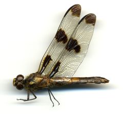 Libellula pulchella by the Smithsonian. Used under a CC0 license.