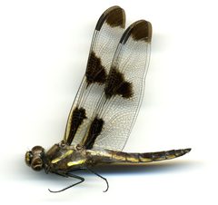 Libellula pulchella by the Smithsonian. Used under a CC0 license.