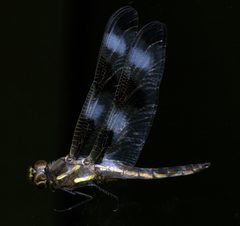 Libellula pulchella by the Smithsonian. Used under a CC0 license.