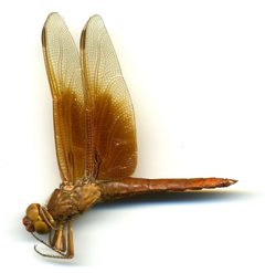 Libellula saturata by the Smithsonian. Used under a CC0 license.