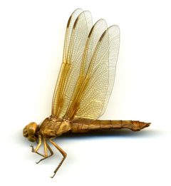 Libellula saturata by the Smithsonian. Used under a CC0 license.