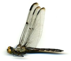 Libellula vibrans by the Smithsonian. Used under a CC0 license.