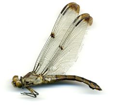 Libellula vibrans by the Smithsonian. Used under a CC0 license.