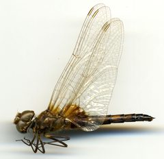 Macrodiplax balteata by the Smithsonian. Used under a CC0 license.