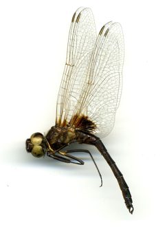 Macrodiplax balteata by the Smithsonian. Used under a CC0 license.