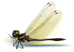 Macrothemis imitans imitans by the Smithsonian. Used under a CC0 license.