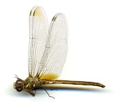 Macrothemis inacuta by the Smithsonian. Used under a CC0 license.