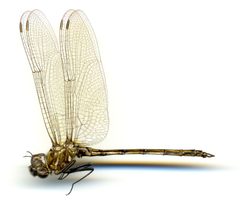 Macrothemis inacuta by the Smithsonian. Used under a CC0 license.