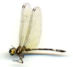 Macrothemis pseudimitans by the Smithsonian. Used under a CC0 license.