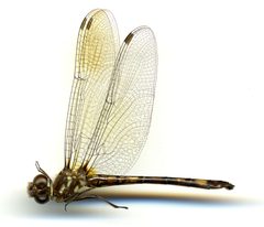Macrothemis pseudimitans by the Smithsonian. Used under a CC0 license.
